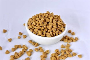 母藍(lán)貓的包子臉與運(yùn)動(dòng)營(yíng)養(yǎng)食品 科學(xué)喂養(yǎng)指南